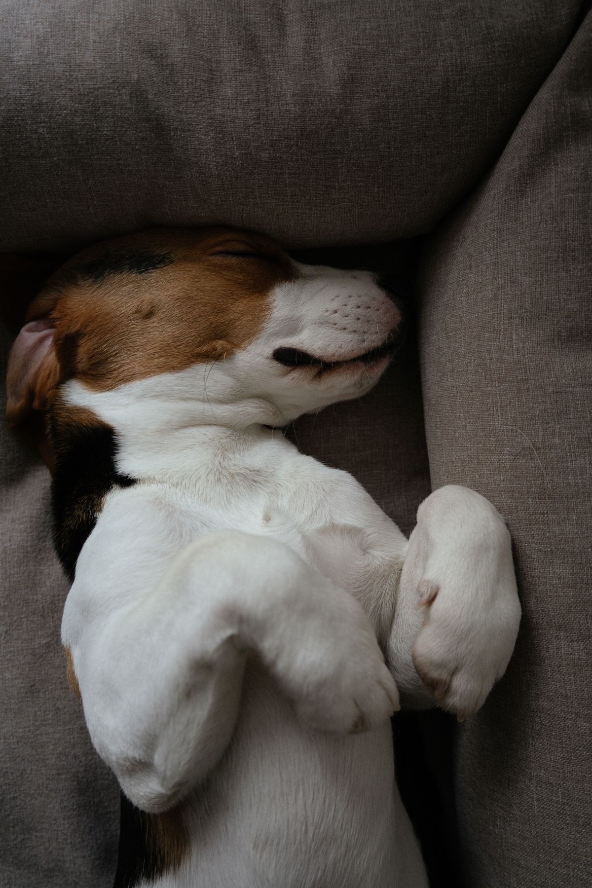 A tricolour beagle puppy fast asleep on its back in a grey dog bed, paws tucked up