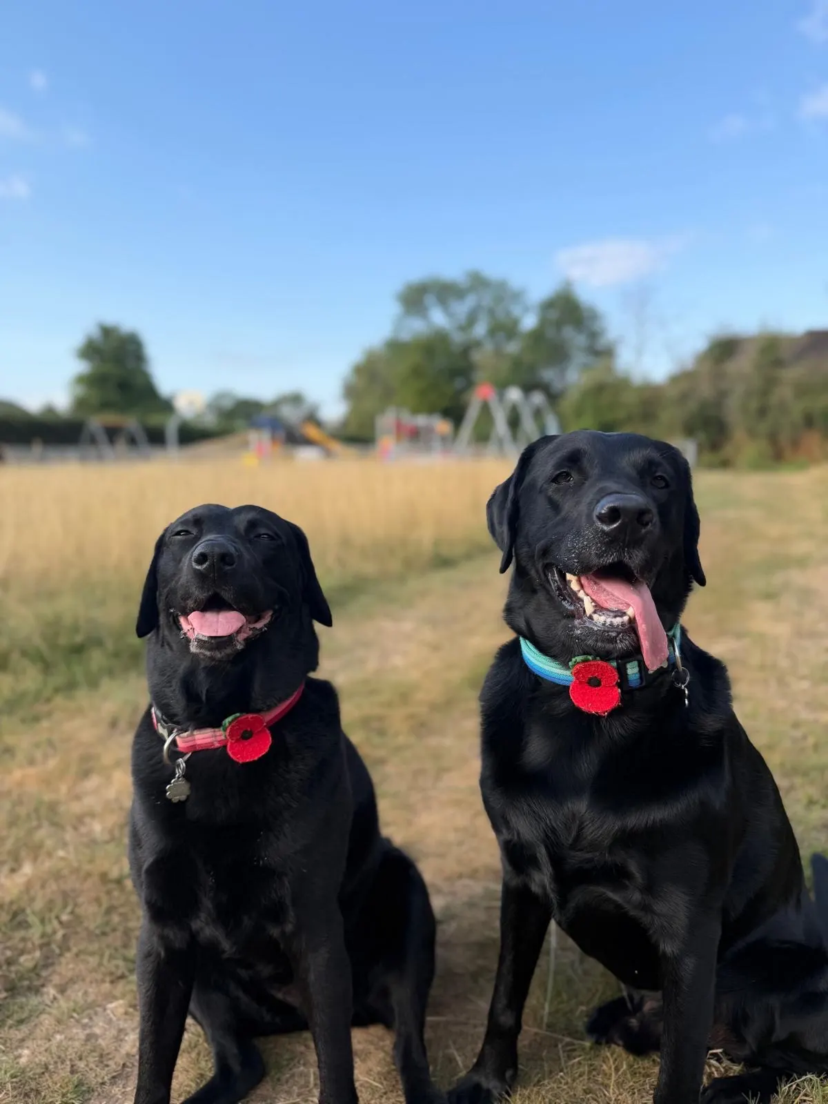 Two of our black dogs sitting together in a sunny grassy field